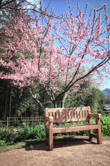 Tranquil garden bench under cherry blossom tree