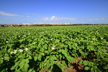 Fototapeta na wymiar Potato field under blue sky