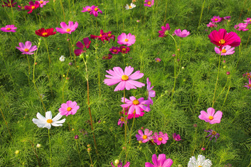 blooming Cosmos flowers