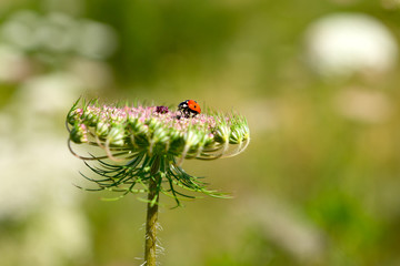 Achillea millefolium, known commonly as yarrow