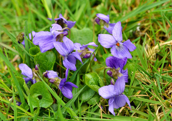 Duftveilchen