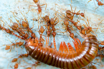 Red ants eat extraction