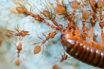 Red ants eat extraction