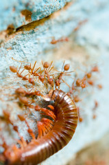 Red ants eat extraction