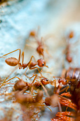 Red ants eat extraction
