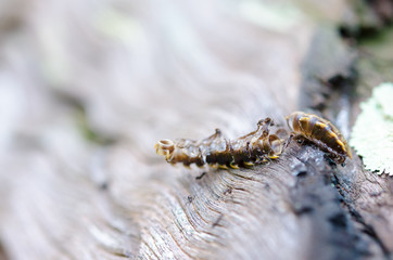 Red ants eat extraction