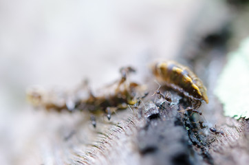 Red ants eat extraction