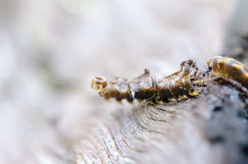 Red ants eat extraction