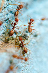 Group of red ants