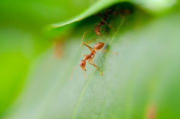 Rude ant formica