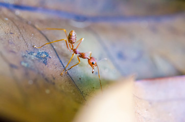 Rude ant formica
