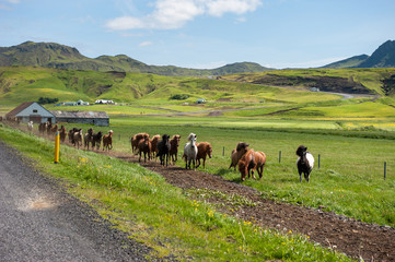 Fototapeta na wymiar Icelandic horses galloping down a road, rural landscape, Iceland