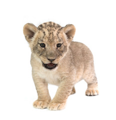 baby lion isolated on white background