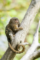 Ouistiti pygmée singe minuscule