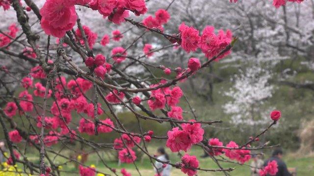 4K・花桃の木と休日-2_4-157