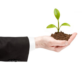 businessman hand holding little plant growth on ground isolated on white