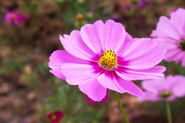 Obraz premium Cosmos flowers in the outdoor garden
