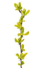 Spring green twig isolated