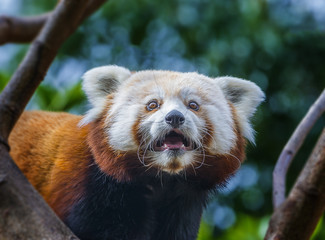 Naklejka premium red panda - Ailurus fulgens