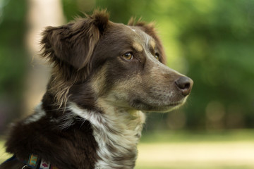 Sharp looking street dog in park