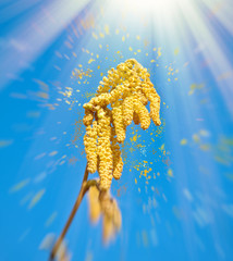 Pollenflug im Frühling - Haselnußstrauch