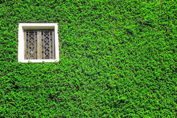window with green ivy