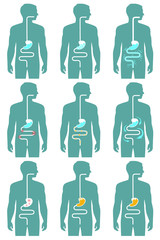 human digestive system, vector illustration of digestion tract disease