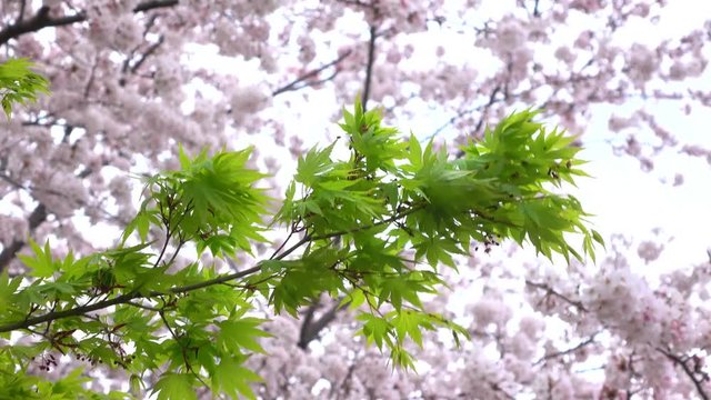 4K・青々としたカエデと桜の木々_4-149