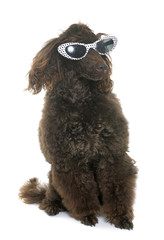 poodle with glasses