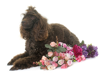 poodle in studio