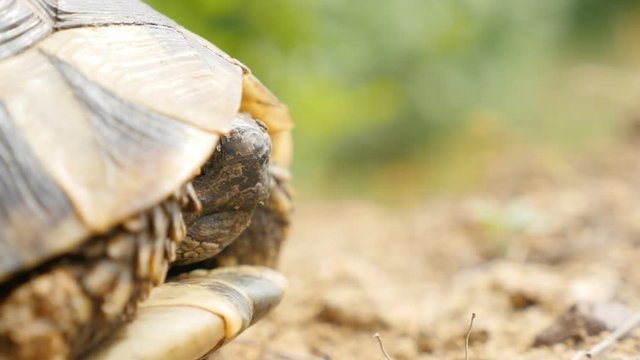 Shallow DOF head of Testudo hermanni turtle hiding in armour 4K 2160p UltraHD footage - Testudo graeca slowly eating grass and hiding 4K 3840X2160 UHD video 