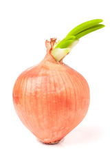 Sprouted onions isolated on white background