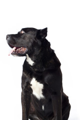 cane corso looking over