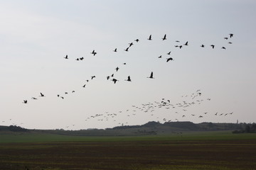 Vogelzug im Herbst, Landschaft mit Störchen