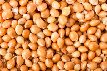 millet for parrots background macro close up