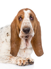 Closeup adult basset hound dog. isolated on white background