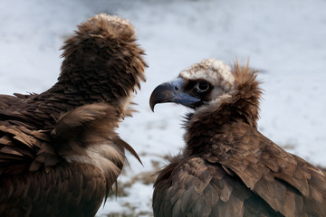 Cinereous Vulture - European Black Vulture (Aegypius Monachus)