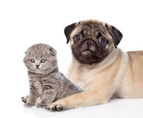 Obraz premium Pug puppy embracing scottish cat. isolated on white background