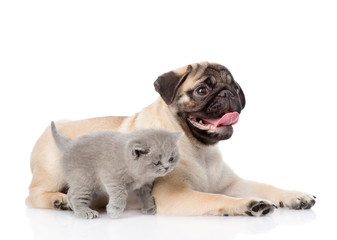 Scottish cat and pug puppy together. isolated on white backgroun