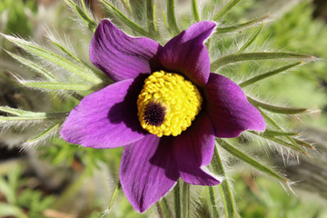 Violette Küchenschelle, Kuhschelle in freier Natur
