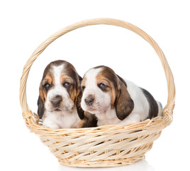 Two puppy sitting in basket. isolated on white background