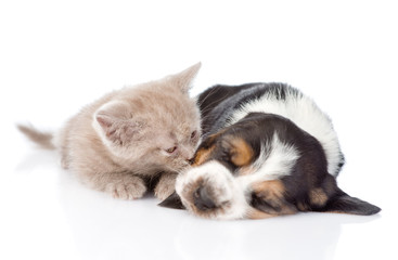 kitten sniffing sleeping puppy. isolated on white background