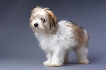 standing havanese puppy