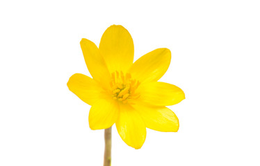 yellow spring flower isolated