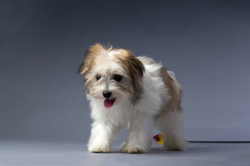 havanese puppy sticking tongue out