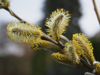 pussy willow flower