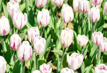 Obraz premium Beautiful tulips bed. White tulips with purple strips