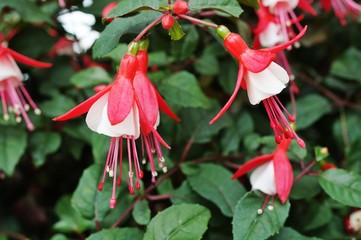 Hanging fuchsia flowers in shades of pink, purple and white