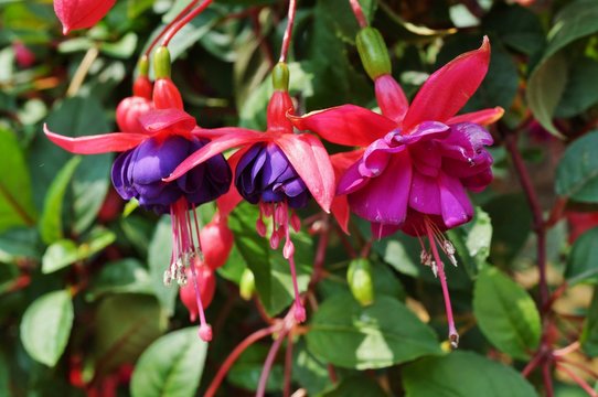 Hanging fuchsia flowers in shades of pink, purple and white