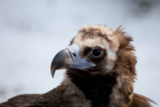 Cinereous Vulture - European Black Vulture (Aegypius Monachus)